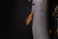 Crassa unitella