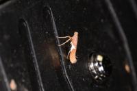 Caloptilia stigmatella