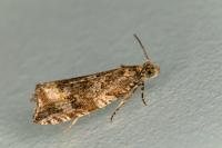 Celypha lacunana