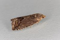 Cydia splendana