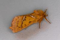 Triodia sylvina