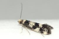 Lichenotinea pustulatella