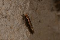 Monopis crocicapitella