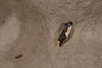 Monopis monachella