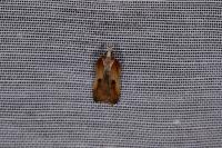 Acleris cristana