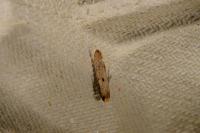 Tinea trinotella