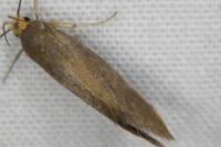 Crassa unitella