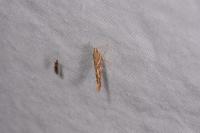 Pyroderces argyrogrammos