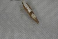 Argyresthia