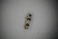 Eucosma campoliliana