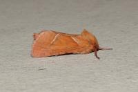 Triodia sylvina