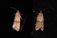 Celypha striana