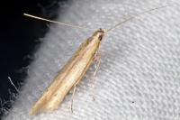 Batrachedra parvulipunctella
