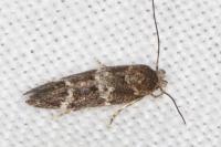 Mompha subbistrigella