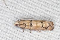 Pseudococcyx tessulatana