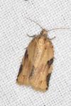 Clepsis spectrana