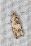 Crocidosema plebejana