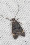 Dichomeris alacella
