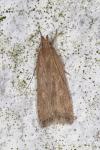 Helcystogramma triannulella