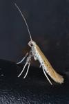 Aspilapteryx tringipennella