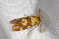 Aethes tesserana