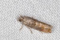 Clavigesta purdeyi