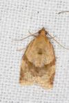 Clepsis consimilana