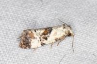 Neocochylis hybridella
