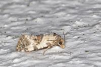 Neocochylis molliculana