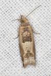 Crocidosema plebejana