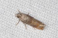Clavigesta purdeyi