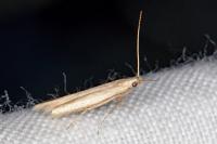 Batrachedra parvulipunctella
