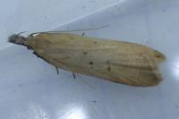 Dichomeris limosella