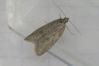 Cnephasia