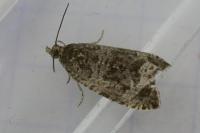 Celypha lacunana