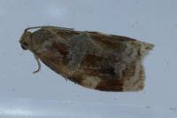 Archips xylosteana