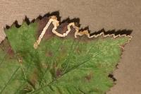 Stigmella aurella
