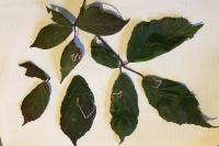 Stigmella aurella