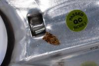 Archips xylosteana