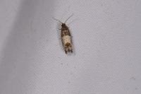 Spilonota ocellana