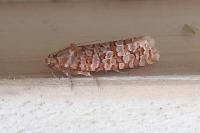 Lozotaeniodes formosana