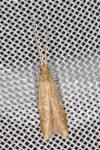 Coleophora