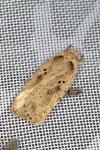 Agonopterix yeatiana