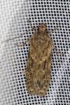 Gelechia muscosella