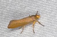 Crassa unitella