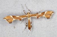 Cnaemidophorus rhododactylus