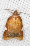Acleris holmiana
