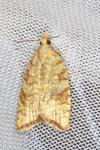 Aleimma loeflingiana