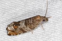 Ancylis achatana