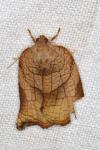 Archips podana